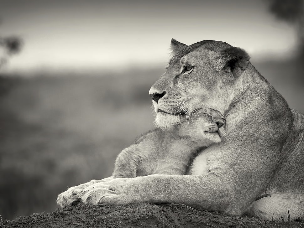 selective grayscale photo of Lioness and Cub HD wallpaper